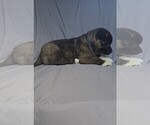 Small #1 Akita