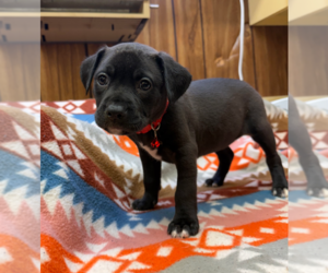 Boxer-Unknown Mix Dogs for adoption in Holly Springs, NC, USA