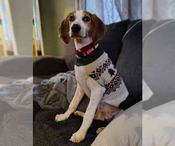 Medium Photo #1 Mutt Puppy For Sale in Utica, NY, USA