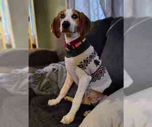 Mutt Dogs for adoption in Utica, NY, USA