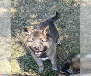 Akita-Norwegian Elkhound Mix Puppy for sale in AMBOY, WA, USA