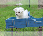 Small Photo #1 Maltese Puppy For Sale in CHANUTE, KS, USA