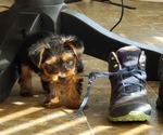 Small Photo #3 Yorkshire Terrier Puppy For Sale in LEXINGTON, GA, USA