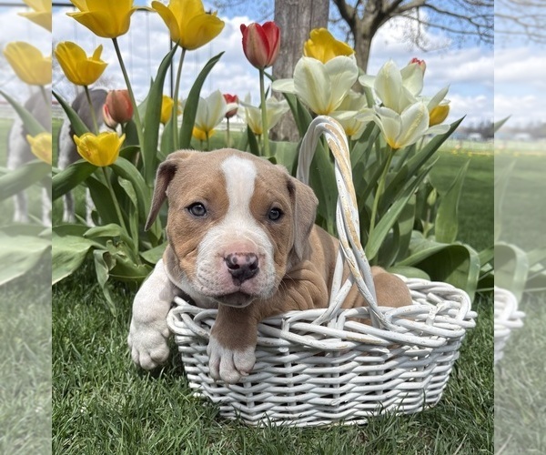 Medium Photo #4 American Bulldog Puppy For Sale in MIDDLEBURY, IN, USA