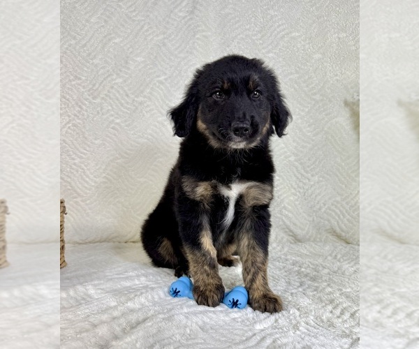Medium Photo #2 Golden Shepherd Puppy For Sale in GREENFIELD, IN, USA