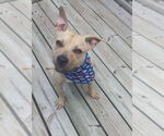 Small #18 American Pit Bull Terrier