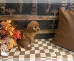 Sugar - Female Cavapoo (Miniature) Puppy for Sale - Photo #2