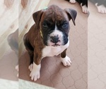 Small Photo #5 Boxer Puppy For Sale in TOMBALL, TX, USA
