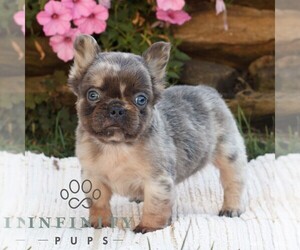 French Bulldog Puppy for sale in RONKS, PA, USA