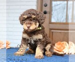 Small Bernedoodle (Miniature)