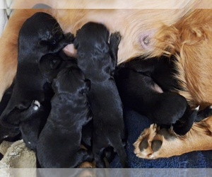 Golden Mountain Dog Puppy for sale in HOLLIS CENTER, ME, USA