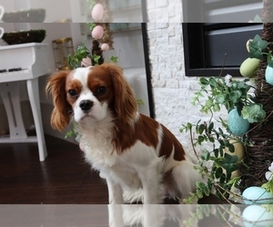 Father of the Cavapoo puppies born on 03/26/2025