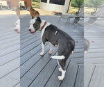Small #28 American Pit Bull Terrier Mix