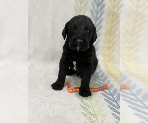 Medium Photo #1 Labradoodle Puppy For Sale in PRESCOTT VALLEY, AZ, USA