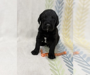 Labradoodle Puppy for sale in PRESCOTT VALLEY, AZ, USA