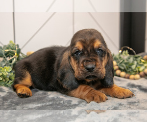 Basset Hound Puppy for sale in FRESNO, OH, USA