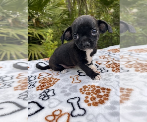 Medium Photo #10 Chipin Puppy For Sale in SAINT AUGUSTINE, FL, USA