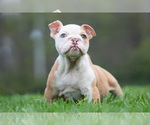 Small #10 Bulldog
