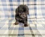 Small #6 Morkie-Yorkshire Terrier Mix