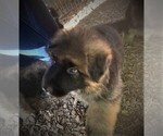Small Photo #2 German Shepherd Dog Puppy For Sale in CORVALLIS, OR, USA