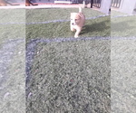 Small Photo #6 German Shepherd Dog-Jindo Dog Mix Puppy For Sale in PRESCOTT, AZ, USA