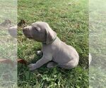 Puppy 7 Weimaraner