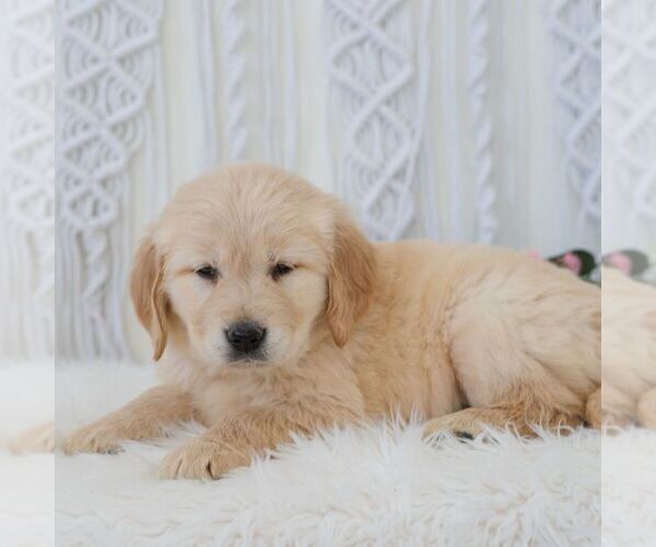 Medium Photo #4 Golden Retriever Puppy For Sale in NEWPORT, PA, USA