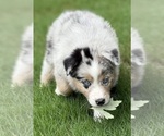 Small #10 Australian Shepherd