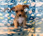 Small Photo #6 Chihuahua-Unknown Mix Puppy For Sale in Pacolet, SC, USA