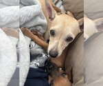 Small #2 Chihuahua Mix
