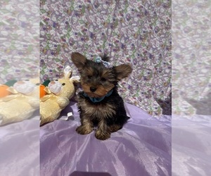 Yorkshire Terrier Puppy for sale in LANCASTER, MO, USA