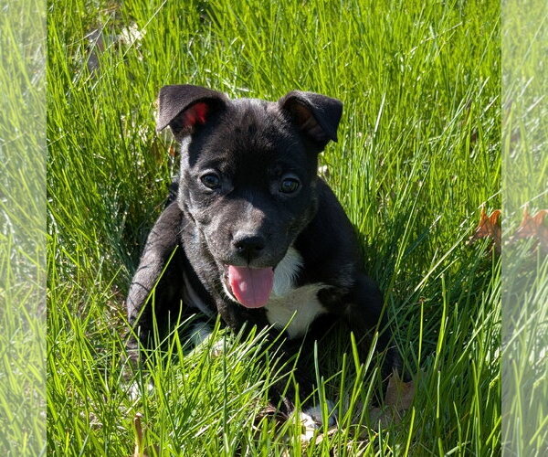 Medium Photo #3 Mutt Puppy For Sale in Des Moines, IA, USA