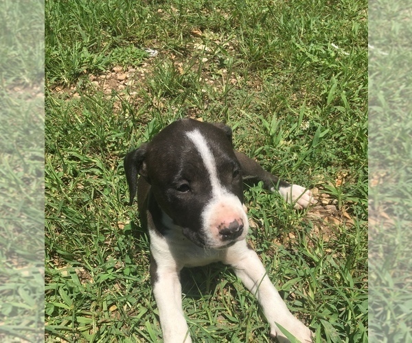 Medium Photo #4 American Pit Bull Terrier Puppy For Sale in PIEDMONT, MO, USA