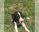 Small Photo #4 American Pit Bull Terrier Puppy For Sale in PIEDMONT, MO, USA