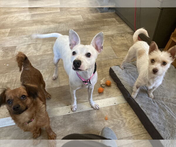 Medium Photo #7 Chiweenie Puppy For Sale in San Diego, CA, USA