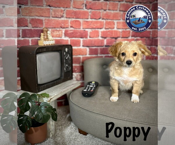 Medium Photo #1 Tibetan Spaniel Puppy For Sale in Arcadia, FL, USA