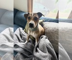 Small #5 Feist Terrier Mix