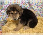 Small Alaskan Malamute-German Shepherd Dog Mix