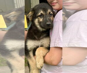 German Shepherd Dog-Unknown Mix Dogs for adoption in Minneapolis, MN, USA
