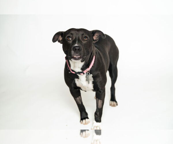 Medium Photo #3 American Staffordshire Terrier-Unknown Mix Puppy For Sale in Holly Springs, NC, USA