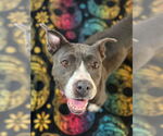 Small #3 American Pit Bull Terrier Mix
