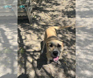 Mutt Dogs for adoption in Elmsford, NY, USA