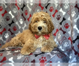 Cockapoo Puppy for sale in LAKELAND, FL, USA