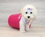 Small Photo #7 Bichon Frise Puppy For Sale in LAS VEGAS, NV, USA