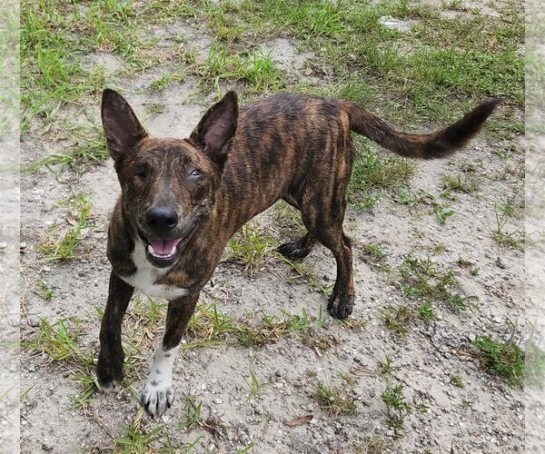 Medium Photo #1 Dutch Shepherd -Unknown Mix Puppy For Sale in Royal Palm Beach, FL, USA