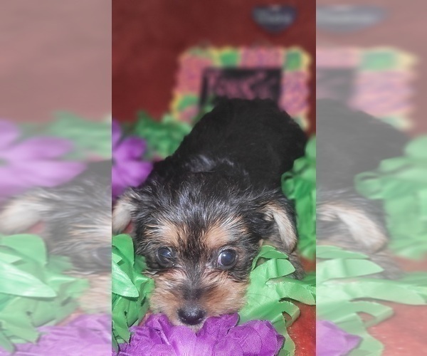 Medium Photo #95 Yorkshire Terrier Puppy For Sale in AKRON, OH, USA