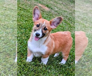 Pembroke Welsh Corgi Puppy for sale in NEWPORT, TN, USA