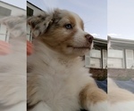Small Photo #5 Australian Shepherd Puppy For Sale in KODAK, TN, USA