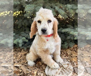 Cockapoo Puppy for Sale in MIDDLEBURY, Indiana USA