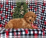 Small Photo #5 Poodle (Miniature) Puppy For Sale in LEOLA, PA, USA
